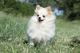 SPITZ ALLEMAND 416